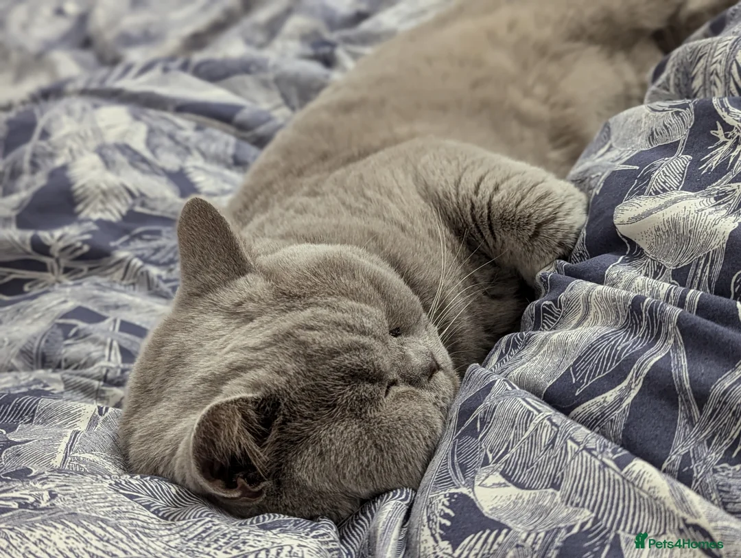 British Shorthair cats for stud: GCCF British Shorthair Studs Available  in Derby - Advert 2