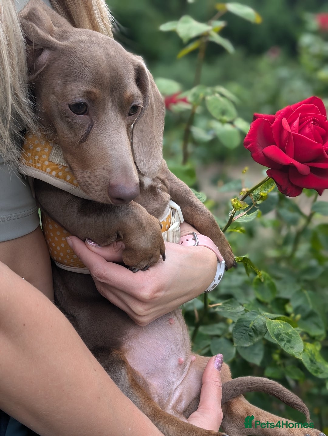 Miniature Dachshund dogs for sale: Winnie Miniature dachshund for sale  - Image 1