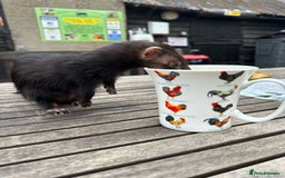 Ferret rodents for sale: Polecat Jills - Image 3
