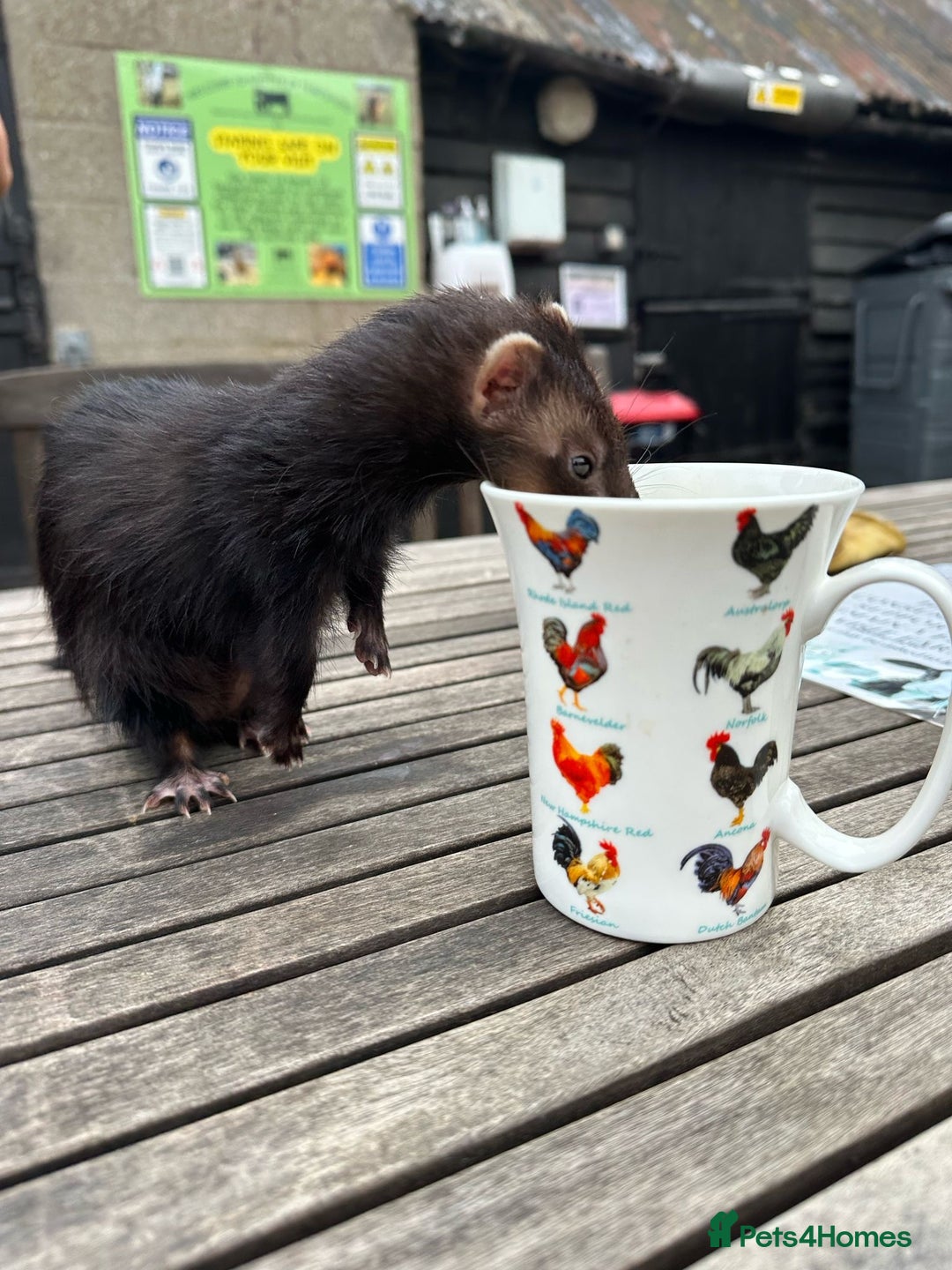 Ferret rodents for sale: Polecat Jills - Image 3