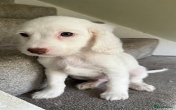 Cockapoo dogs for sale: F2 cockapoo puppies 🐶 ❤️ - Image 8