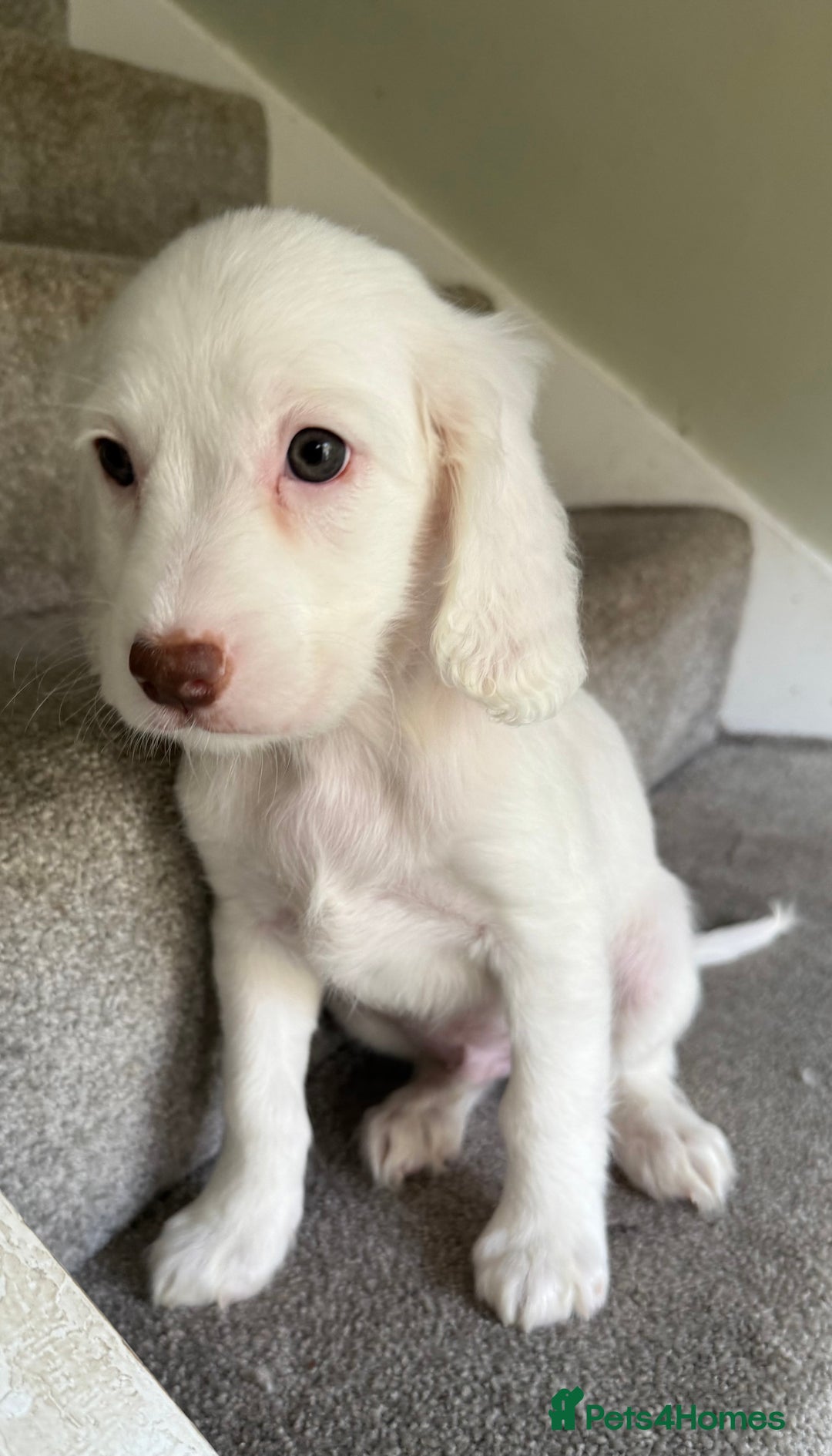 Cockapoo dogs for sale: F2 cockapoo puppies 🐶 ❤️ - Image 8
