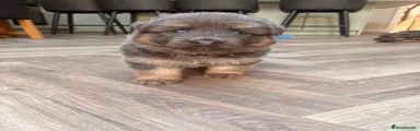 German Shepherd Puppy 3