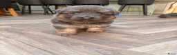 German Shepherd dogs for sale: Blue/Tan Puppies  in Dartford - Advert 28