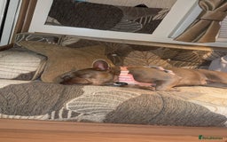 French Bulldog dogs for sale: KC registered French Bulldog  - Image 3