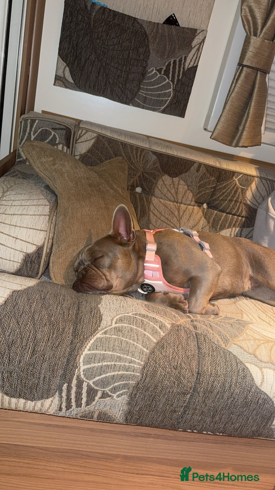 French Bulldog dogs for sale: KC registered French Bulldog  - Image 3