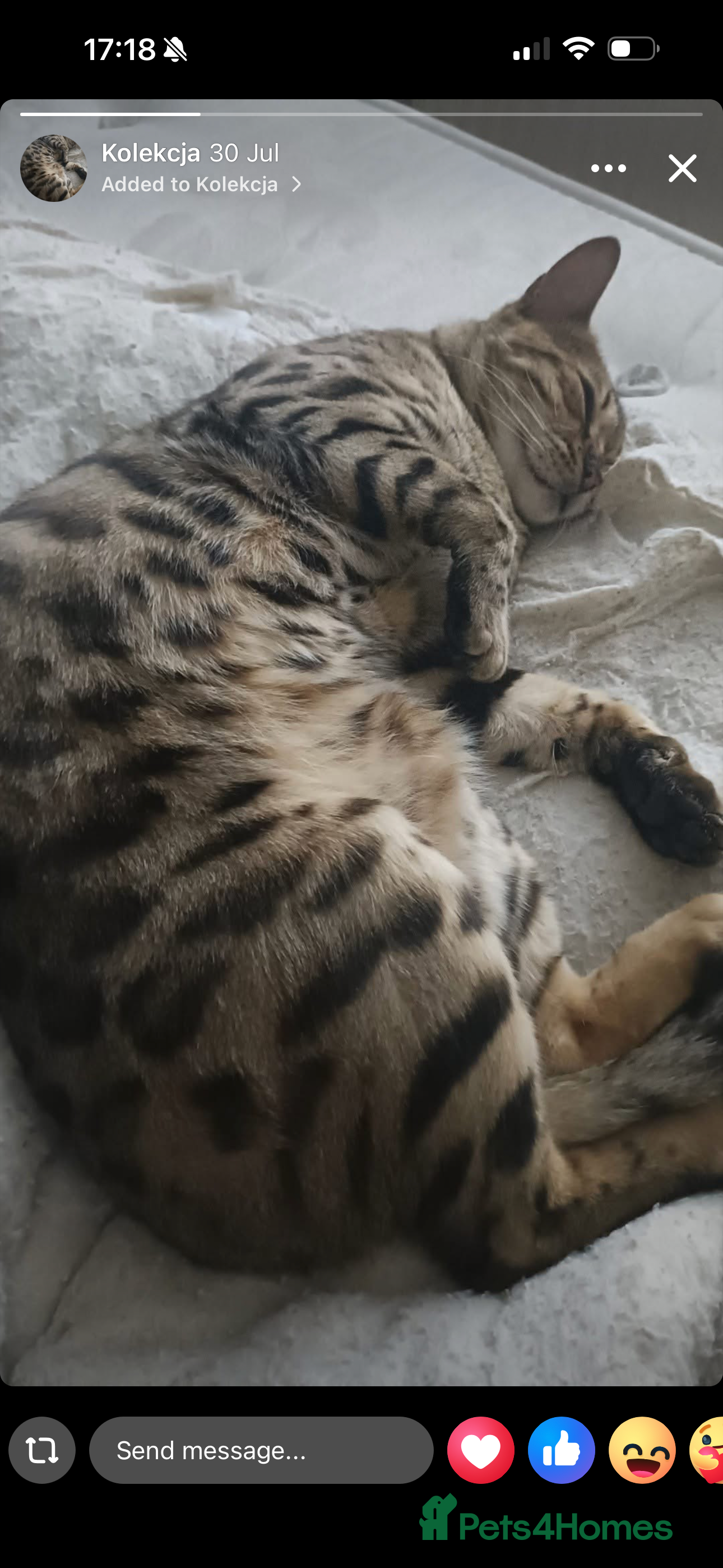 Bengal cats  Bengal Ozzy - Advert 1