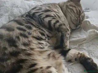 Bengal cats Bengal Ozzy - Advert 1