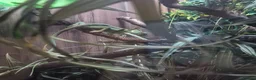 Chameleon reptiles for sale: Yemen Chameleon  - Advert 2