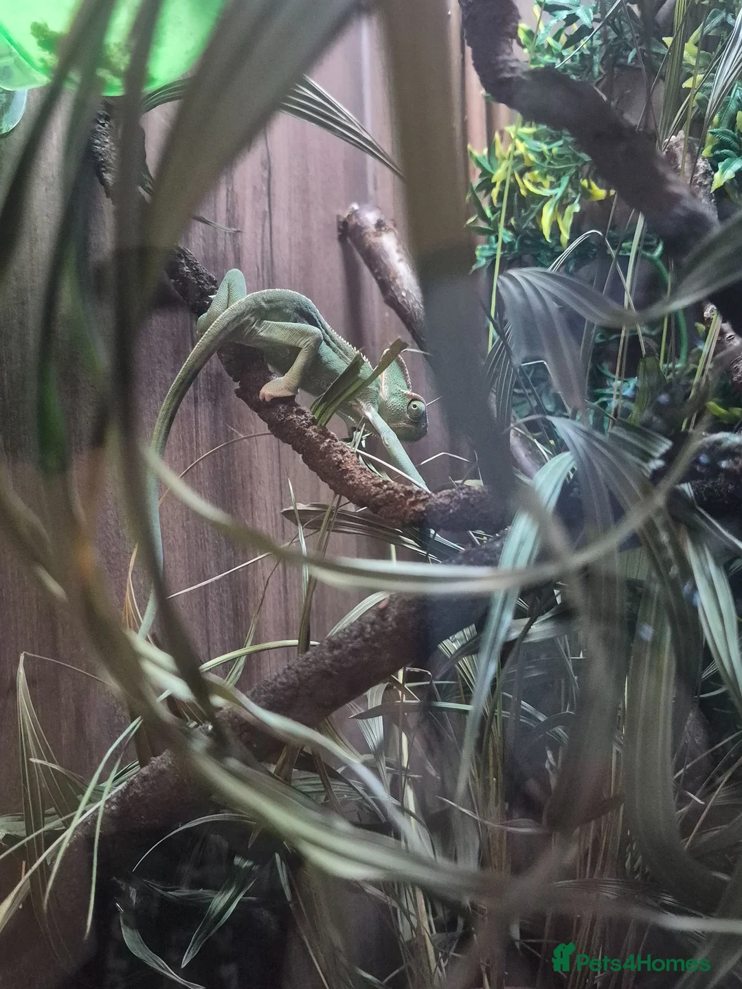 Chameleon reptiles for sale: Yemen Chameleon  - Advert 2