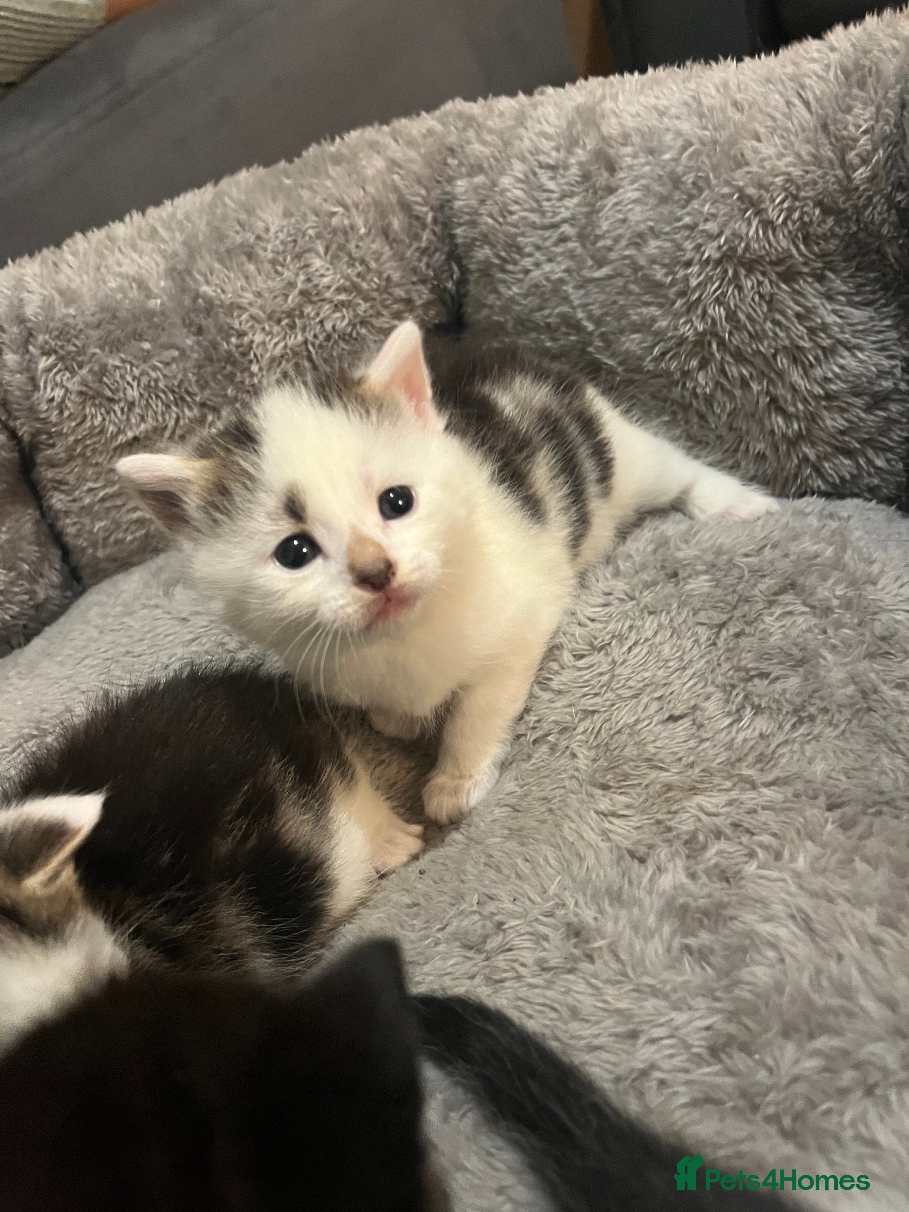 Mixed Breed cats 4 kitty’s searching for their 4ever home  - Advert 17