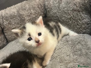 Mixed Breed cats 4 kitty’s searching for their 4ever home - Advert 5