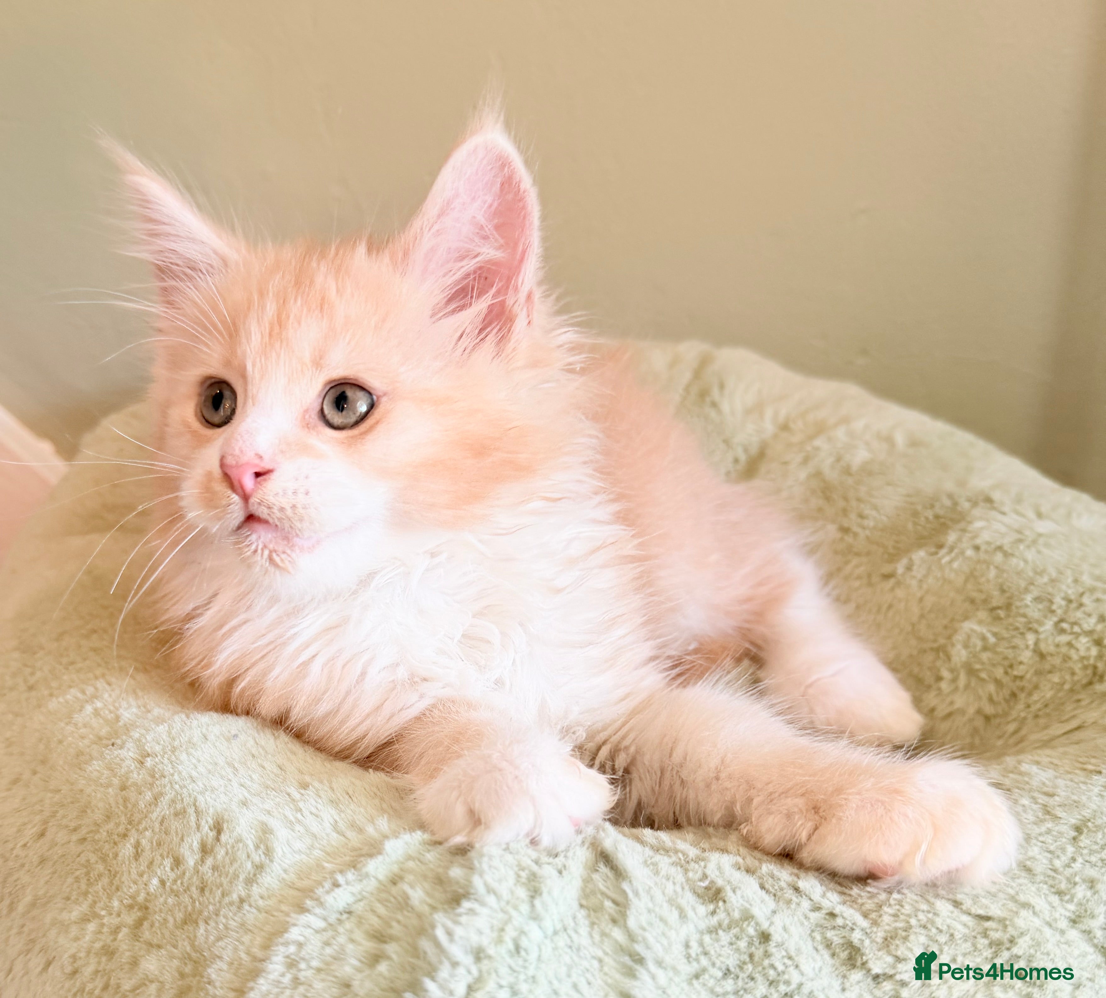 Maine Coon cats XXL BIG Beautiful cream boy READY NOW - Advert 2
