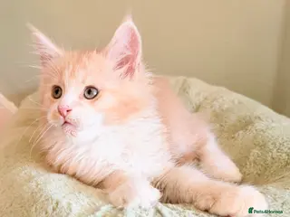 Maine Coon cats XXL BIG Beautiful cream boy READY NOW - Advert 2