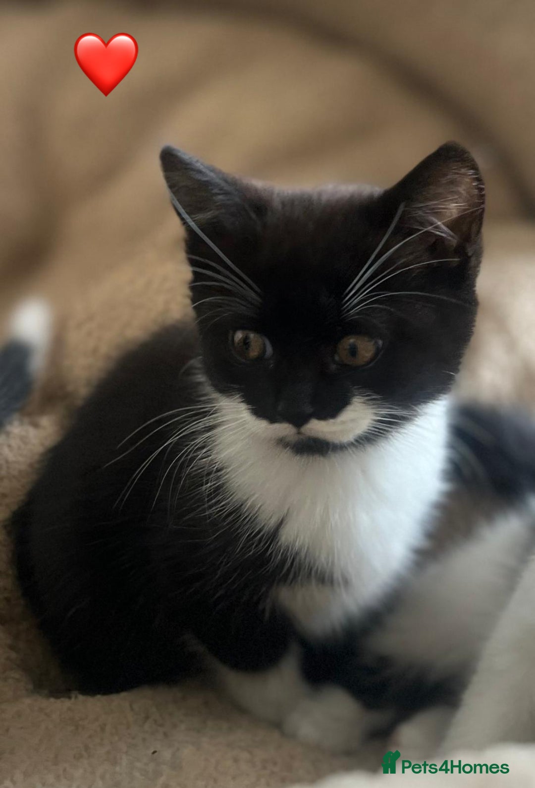 Mixed Breed cats for sale: Gorgeous litter of kittens British Blue X - Image 4