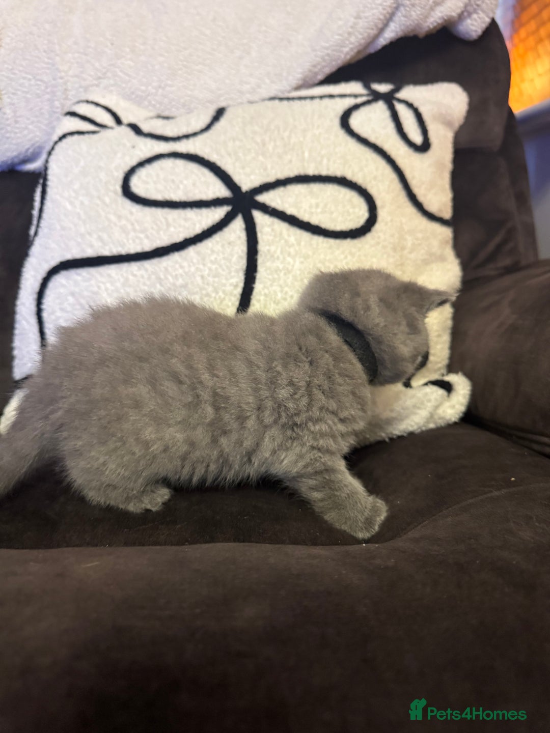 British Shorthair cats for sale: British Shorthair Kittens For Sale - Advert 14
