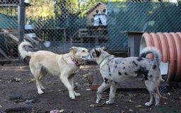 Mixed Breed dogs for adoption: 💙🐶 NICK(8 month) & ❤️🐶 MAILY (1 year)  - Advert 16