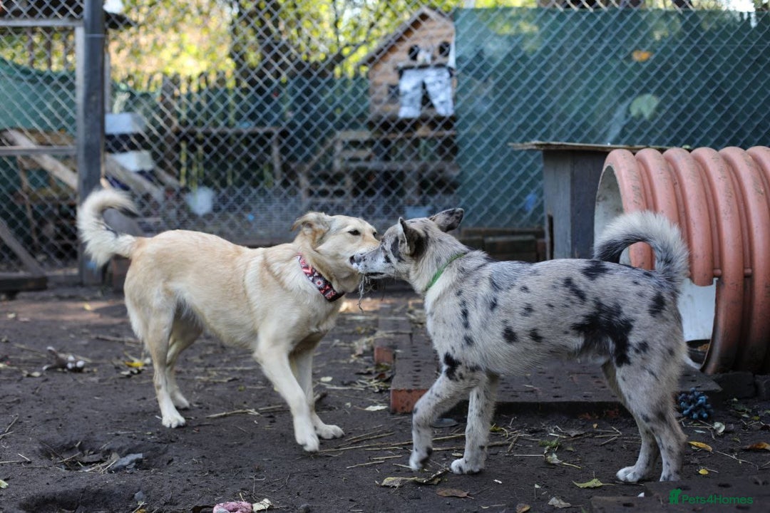 Mixed Breed dogs for adoption: 💙🐶 NICK(8 month) & ❤️🐶 MAILY (1 year)  - Advert 16