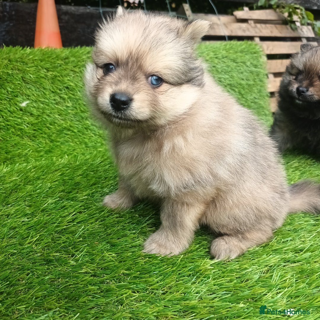 Pomeranian dogs for sale: Stunning Pomeranian Pups - Image 4