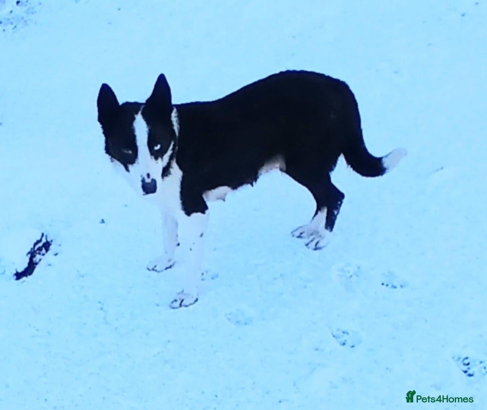 Border Collie dogs Border Collie puppies for sale  - Advert 2