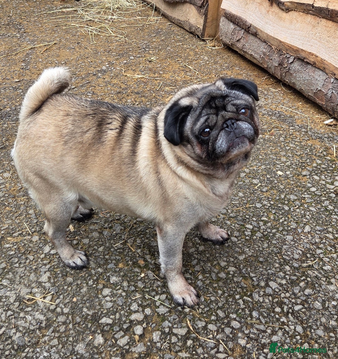 Pug dogs for stud: Pug dog for stud  - Advert 1