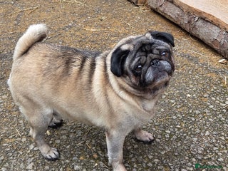 Pug dogs Pug dog for stud - Advert 1