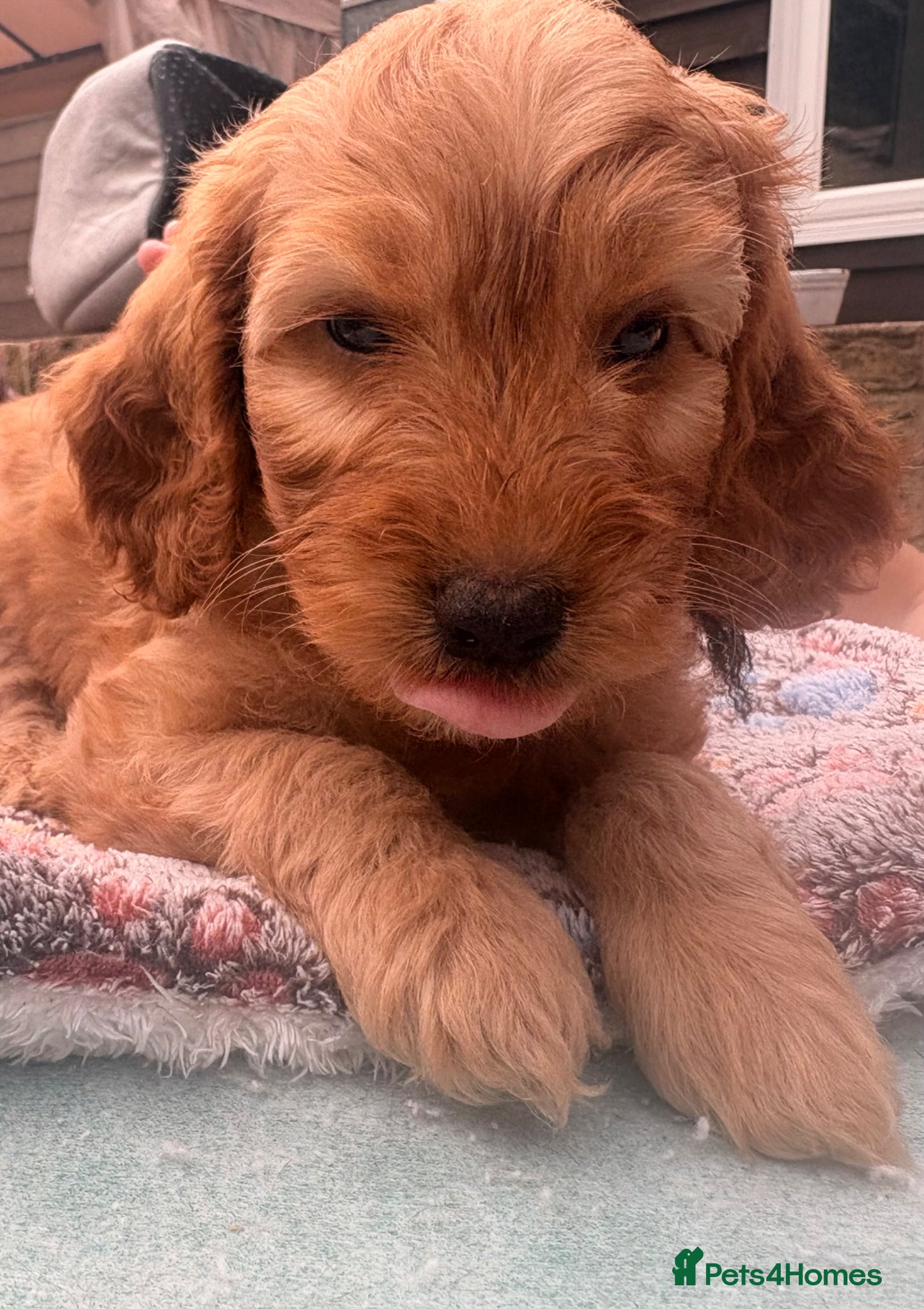 Cockapoo dogs  Red F2b cockapoos  - Advert 8