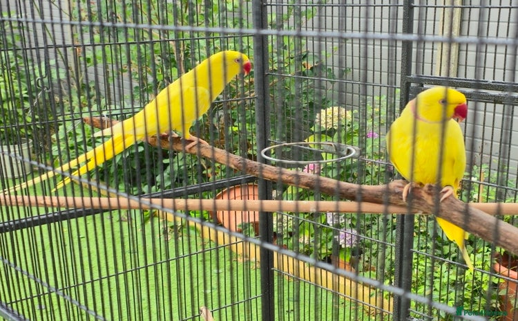 Ringnecks birds in Morden - Advert 9