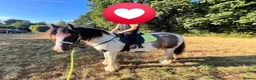 Irish Cob horses for sale: Cash  - Advert 2