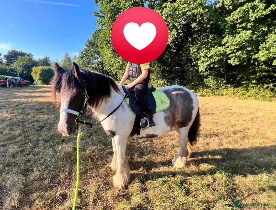 Irish Cob horses for sale: Cash  - Advert 2