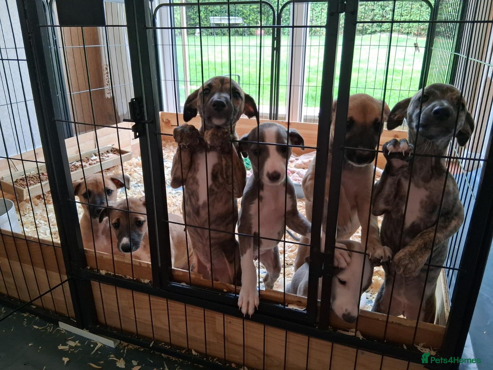 Mixed Breed dogs Lurcher  - Advert 6