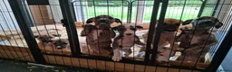 Mixed Breed dogs for sale: Lurcher  - Advert 3