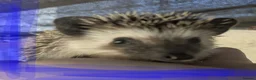 Pygmy Hedgehog rodents for sale: African pgymy hedgehog ready to leave in Aldershot - Advert 8