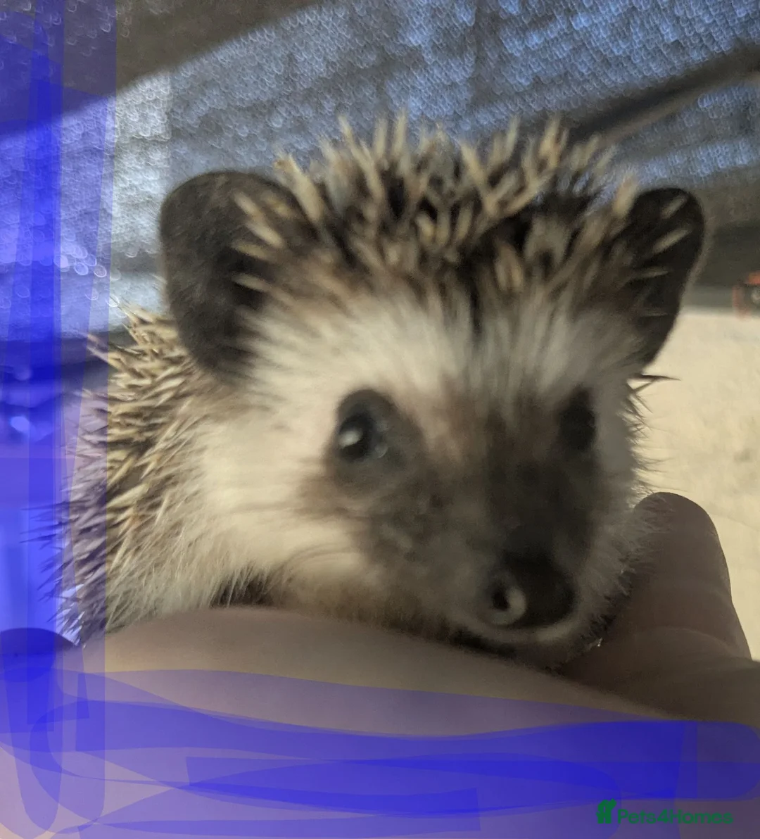 Pygmy Hedgehog rodents for sale: African pgymy hedgehog ready to leave in Aldershot - Advert 8