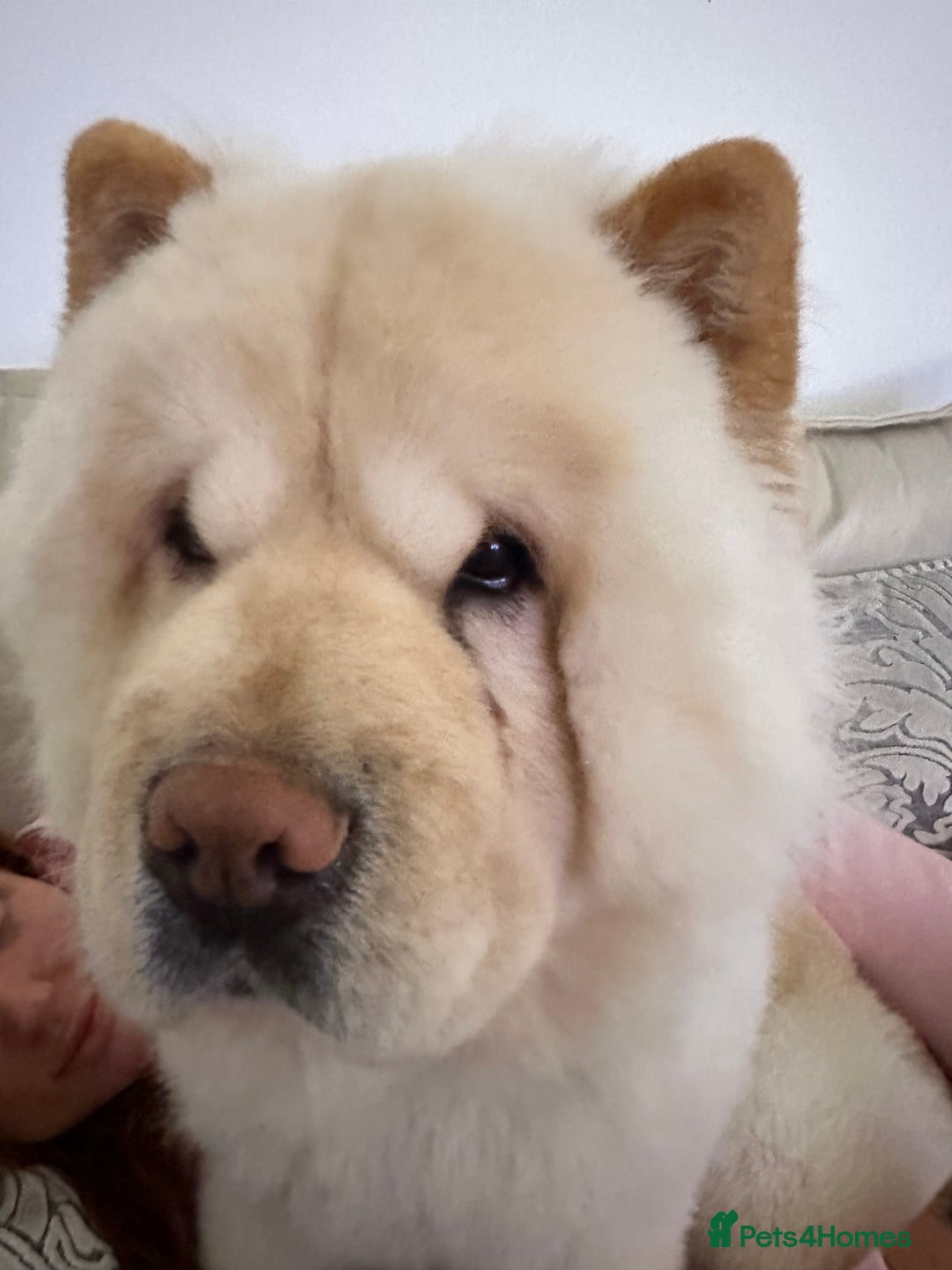 Chow Chow dogs for sale: ❤️ Heartbreaking Rehoming Chow Needs Forever Home  - Advert 6