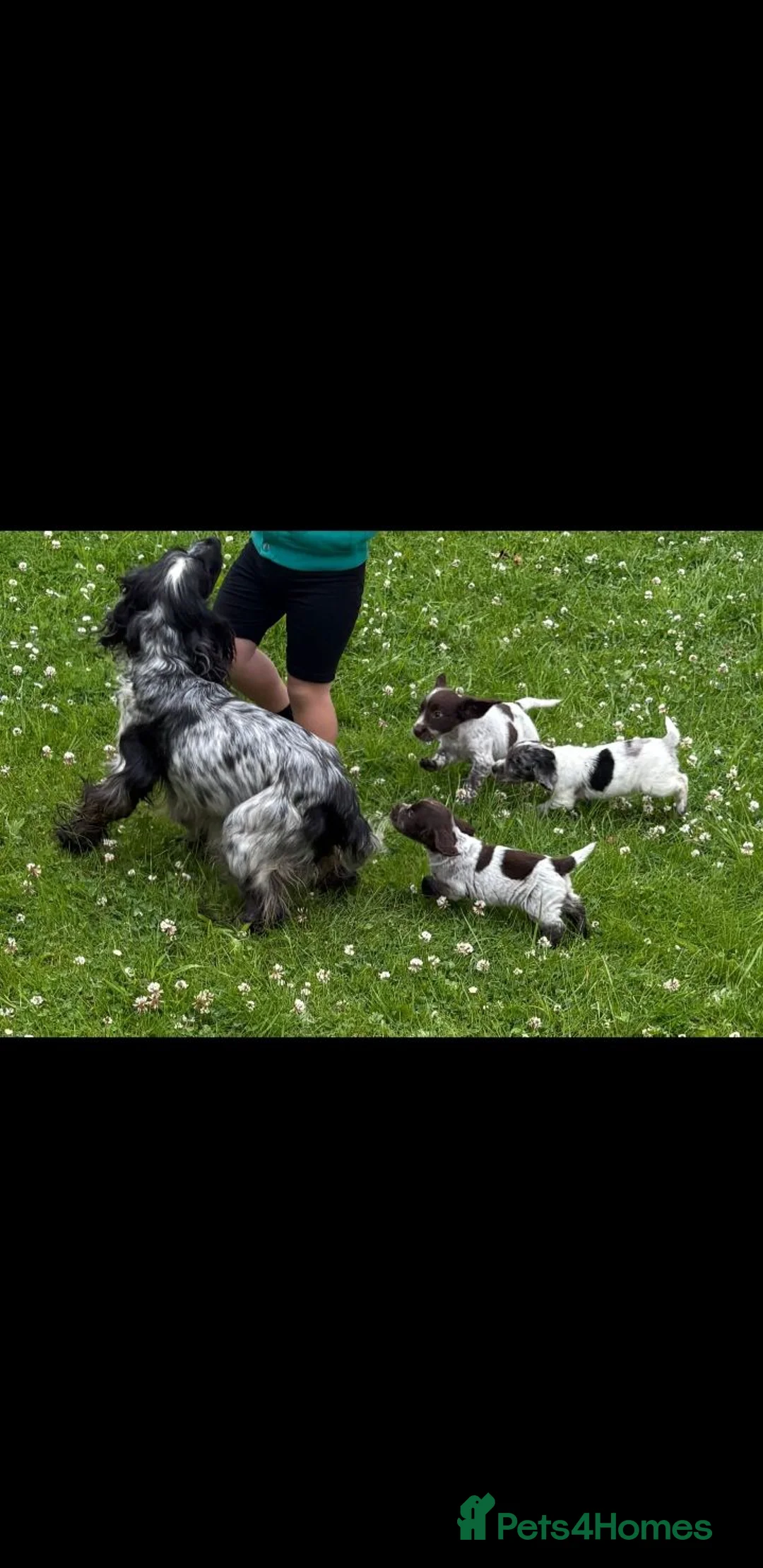 Cocker Spaniel dogs for sale: Cocker spaniel puppies in Llanelli - Advert 2