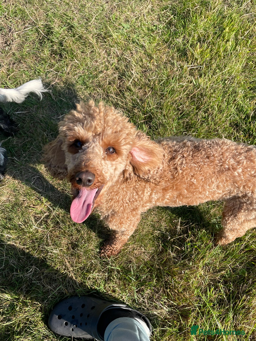Miniature Poodle dogs for stud: Miniature poodle (stud only) - Advert 7