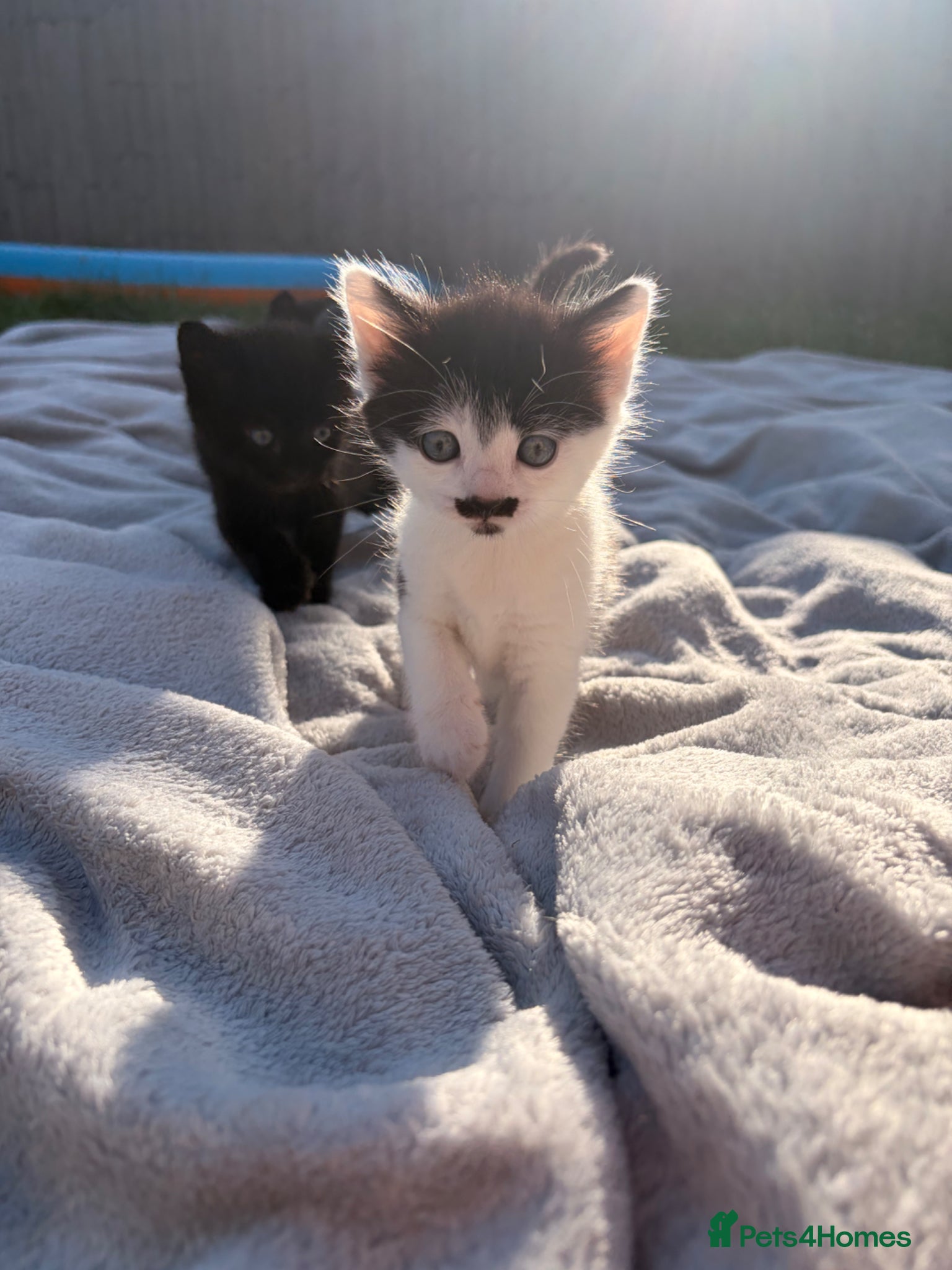 Mixed Breed cats Special b&w female kitten available  - Advert 3