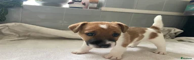 Jack Russell 7