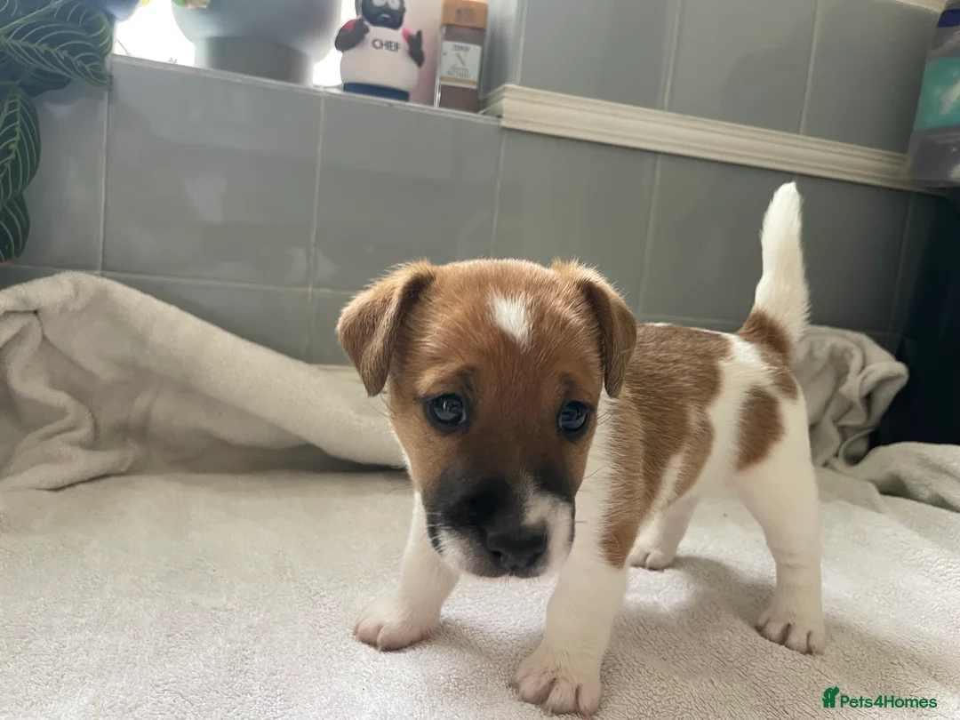 Jack Russell dogs for sale: Beautiful Jack Russell puppies  - Advert 2