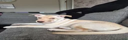 Mixed Breed dogs for sale: Ghost - Advert 5