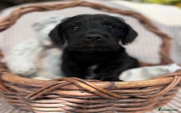 Mixed Breed dogs for sale: Pugalier x miniature schnauzer puppies - Image 5