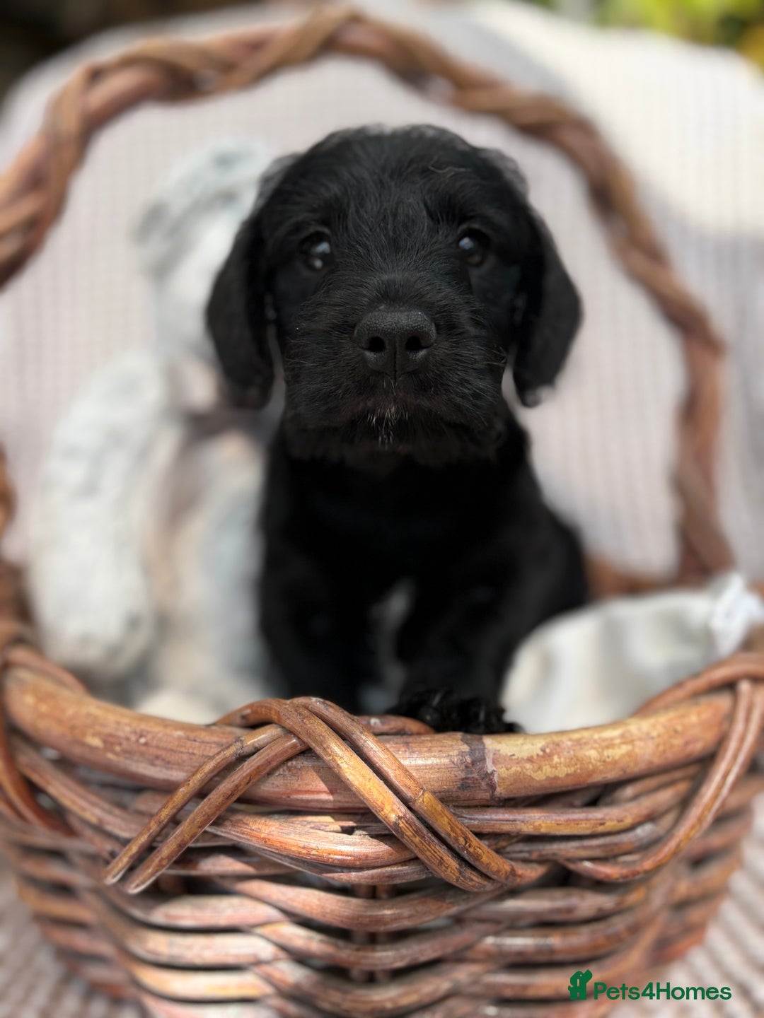 Mixed Breed dogs for sale: Pugalier x miniature schnauzer puppies - Image 5