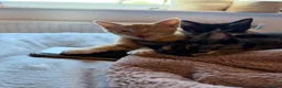 Mixed Breed cats for sale: Maine coon mixed kitten clever and very very sweet in Chelmsford - Advert 18
