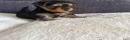 Yorkshire Terrier dogs for sale: Puppy boy  in Watford - Advert 3