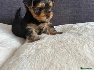 Yorkshire Terrier dogs Mini puppy Yorkshire terrier - Advert 1