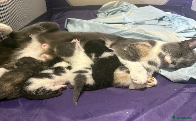 Mixed Breed cats for sale - Advert 1