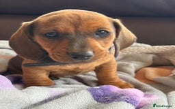 Dachshund dogs for sale: Dachshund puppies  - Image 8