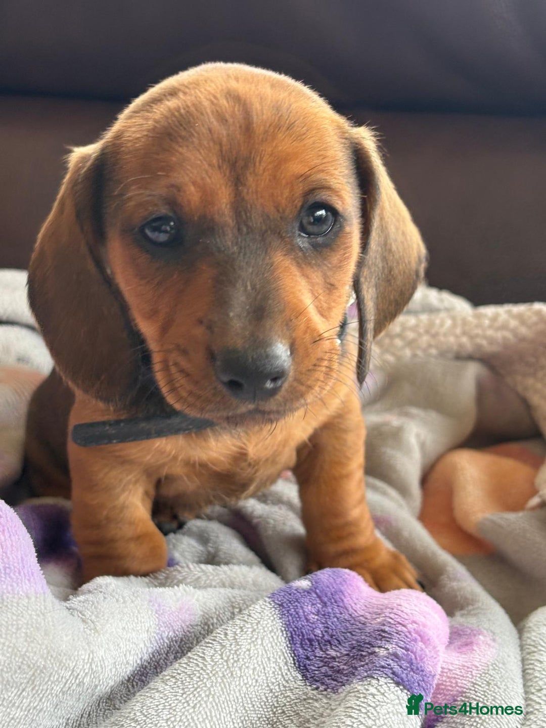 Dachshund dogs for sale: Dachshund puppies  - Image 8