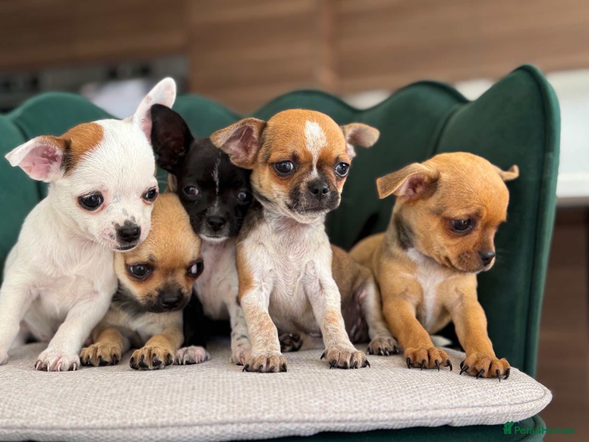 Chihuahua dogs Adorable Chihuahua Puppies - Advert 1